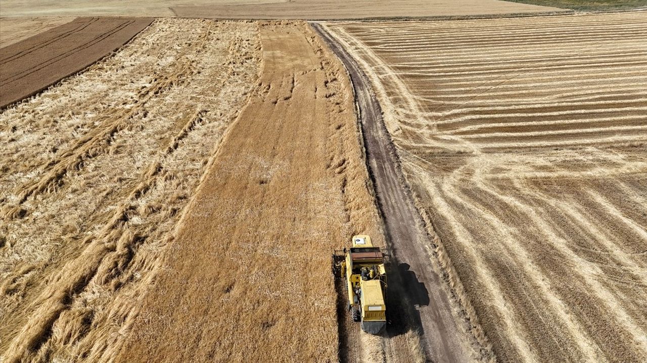 Uşak'ta Kuraklığa Dayanıklı Tohumların Hasadı Gerçekleştirildi