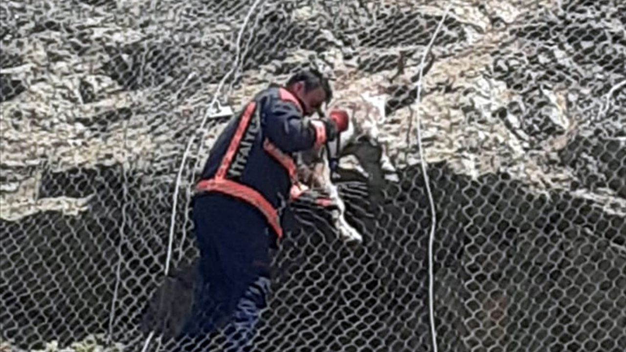 Yaban Keçileri Malatya'da Kurtarıldı