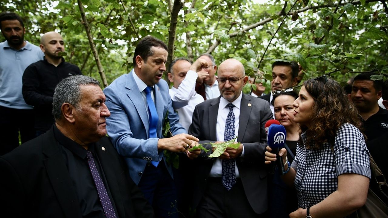 Zirai Donun Fındık Üzerindeki Etkileri Araştırılıyor