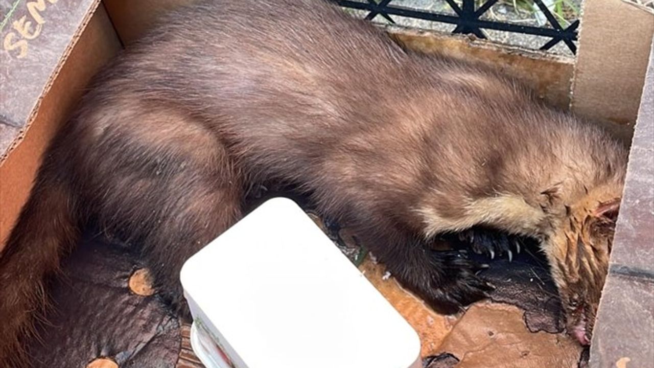 Zonguldak'ta Yaralı Sansar Kurtarıldı