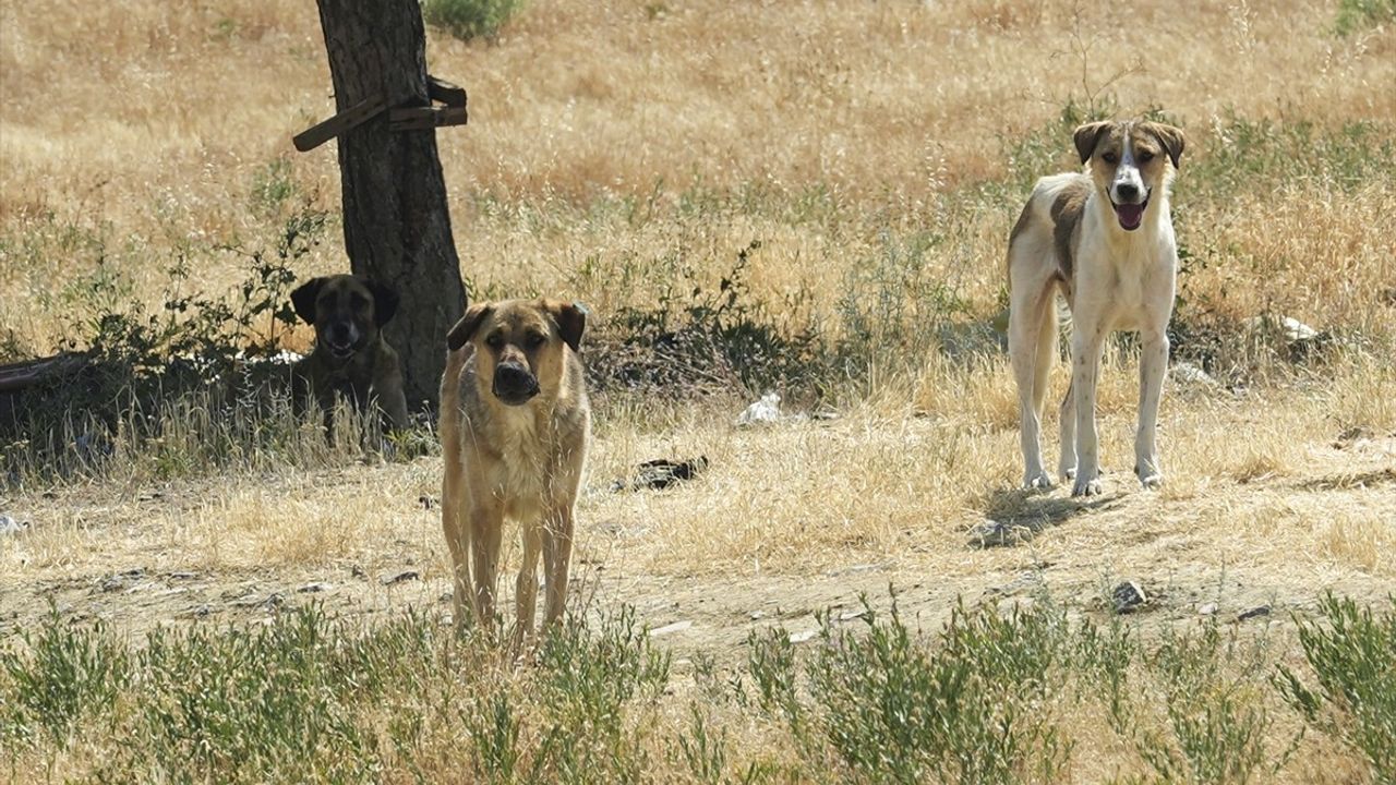 Ankara'da Sahipsiz Köpek Saldırısı Endişe Yarattı