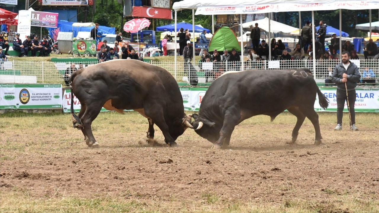 Artvin'de 44. Kafkasör Festivali Boğa Güreşleriyle Şenlendi