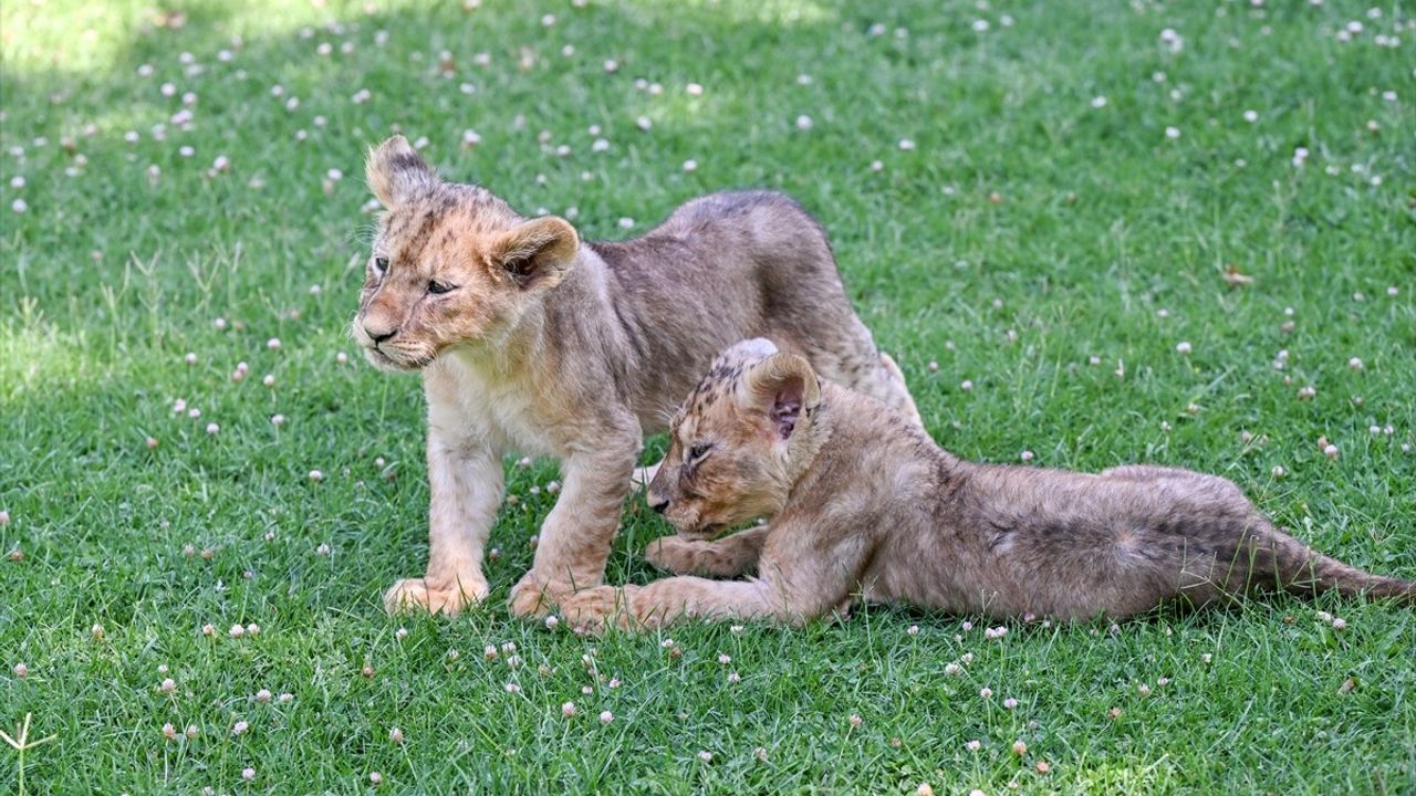 Aslan Yavrularına İsim Arayışı
