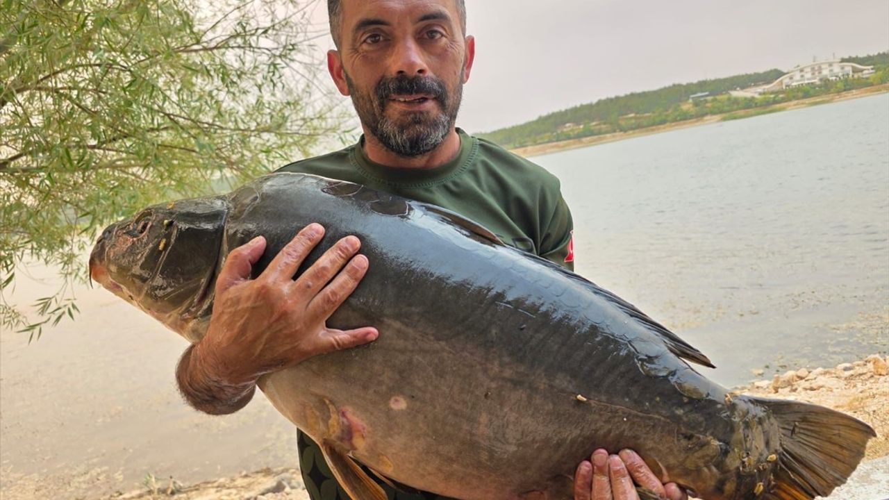 Bilecik'te Devasa Sazan Avı: 28 Kilo 600 Gram