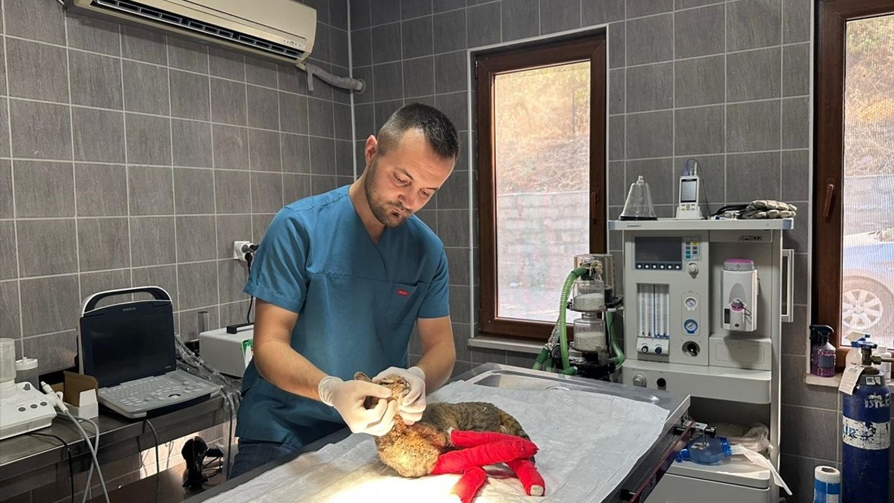 Bilecik'teki Orman Yangınında Yaralanan Kedi Tedavi Altına Alındı