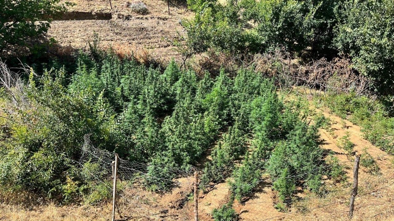 Bingöl'de Uyuşturucu Operasyonu: 1,651 Kök Hint Keneviri Ele Geçirildi