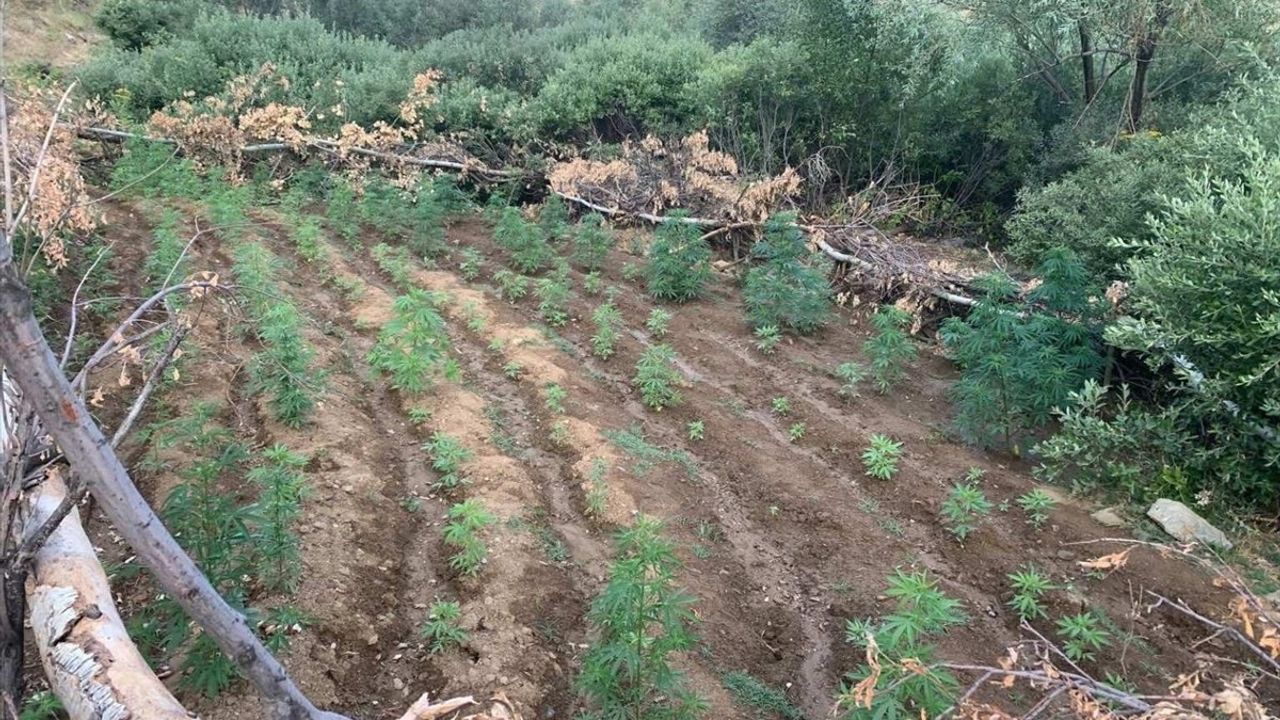 Bingöl'de Uyuşturucu Operasyonu: 1520 Kök Hint Keneviri ve 4000 Kök Skunk Bitkisi Ele Geçirildi