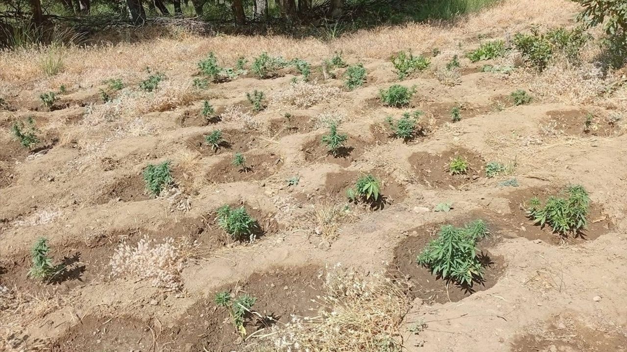 Bingöl'de Uyuşturucu Operasyonu: 5 Bin 990 Kök Hint Keneviri Ele Geçirildi