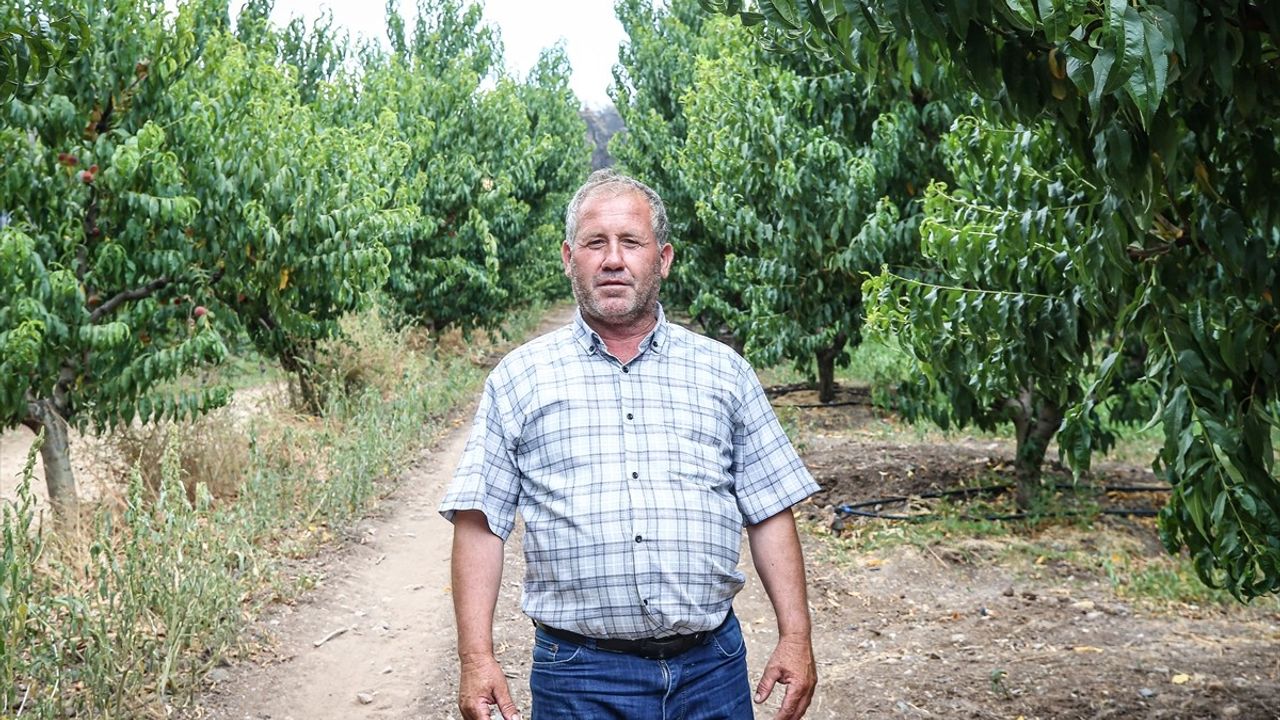 Bursa'daki Nektarin Bahçesi Orman Yangınından Sağ Çıktı