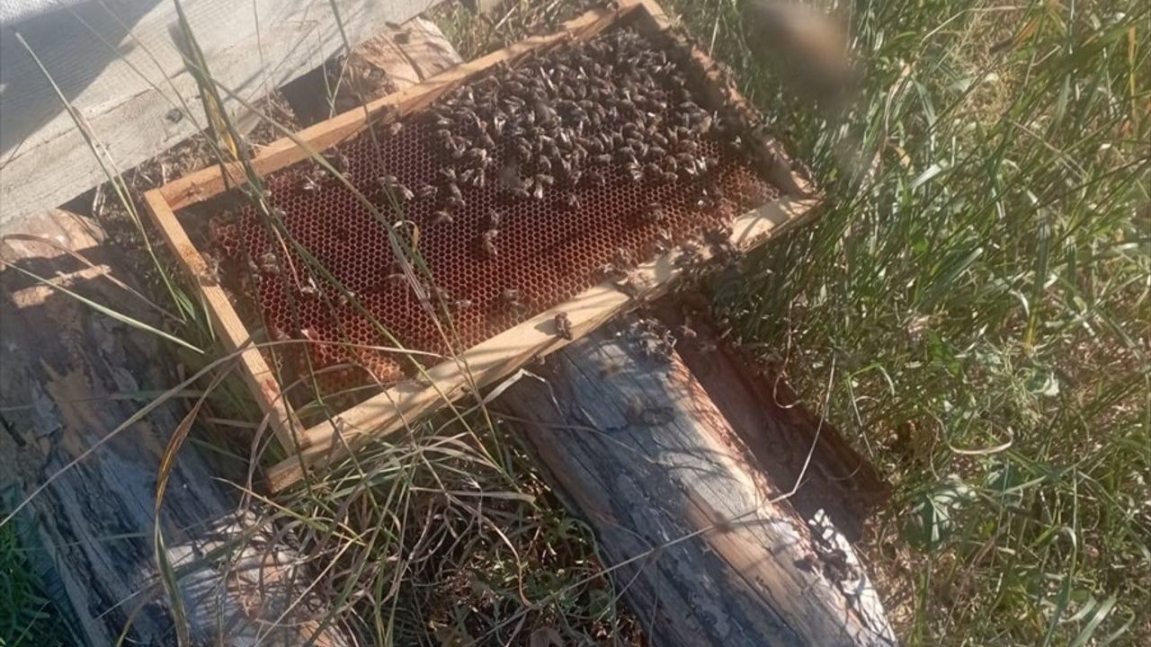 Çorum'da Arı Kovanlarına Zarar Veren Ayı Görüntülendi