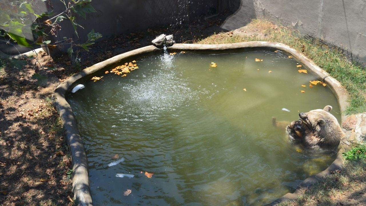 Darıca Hayvanat Bahçesi'nde Sıcaklarla Mücadele Yöntemleri