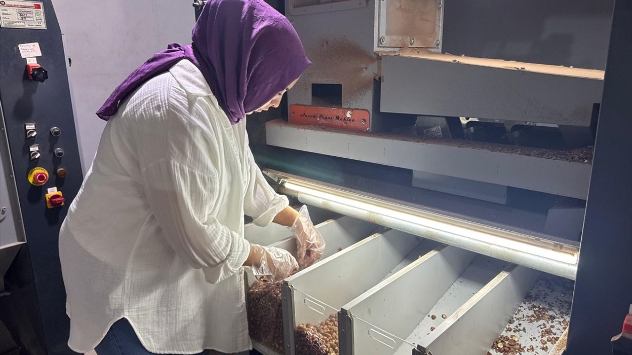 Giresunlu Girişimci Aysun Gündoğdu'nun Fındık İşleme Tesisi