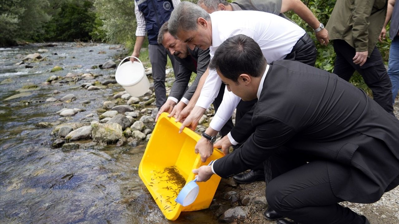 Gümüşhane'de Çit Deresi'nde 10 Bin Alabalık Yavrusu Salındı