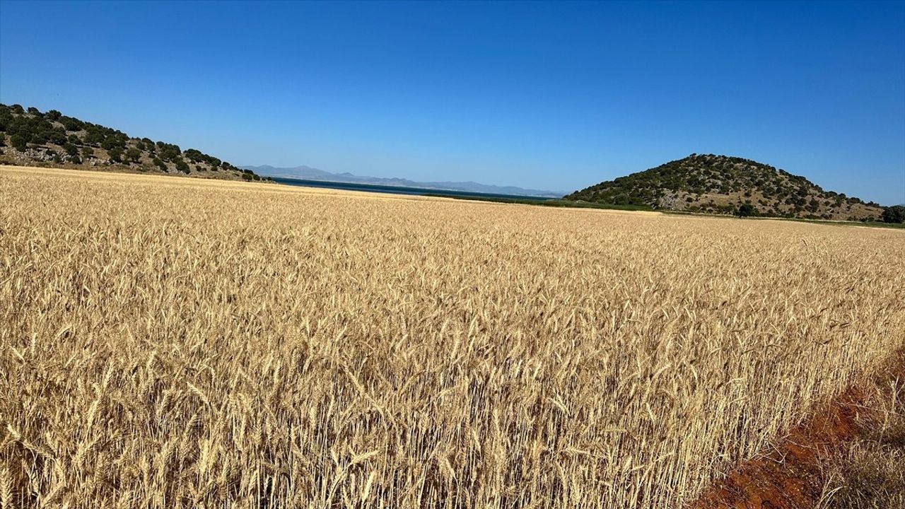 Isparta'da Hububat Hasadı Sezonu Başladı