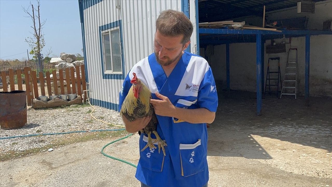 İzmir Yangınlarından Etkilenen 28 Hayvan Bursa'da Tedavi Ediliyor
