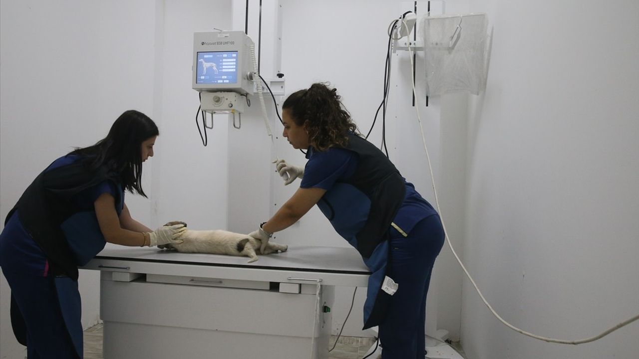 Kahramanmaraş'ta Sokak Hayvanlarına Şefkat Dolu Bir Yuvalama: Kapıçam Bakımevi