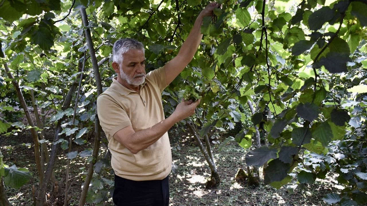 Karadeniz Fındık Üreticileri Hasat İçin Hazırlanıyor