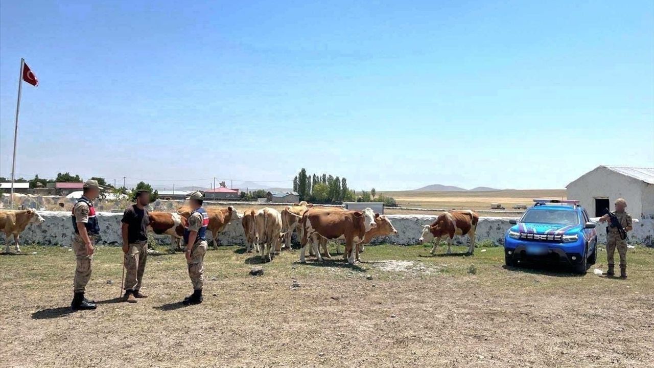 Kars'ta Kaybolan Büyükbaş Hayvanlar Bulundu