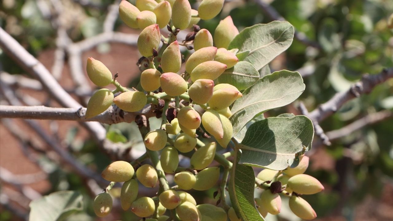 Kilis'te Boz Antep Fıstığı Hasadı Başladı
