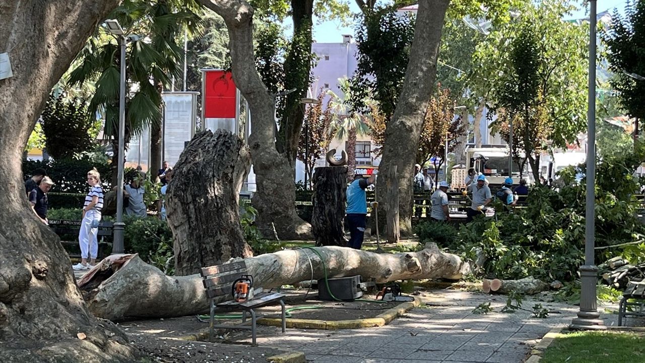 Kocaeli'de Çınar Ağacından Düşen Dal 1 Can Aldı