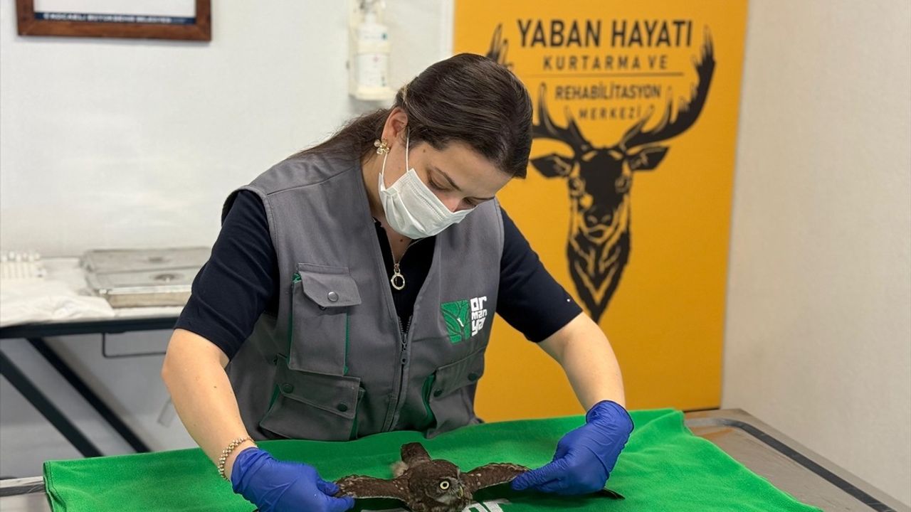 Kocaeli'de İki Baykuş Bacadan Kurtarıldı