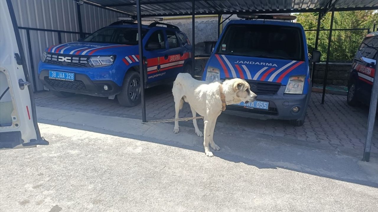 Köpeğine Otomobil Çektiren Kişiye Cezasını Aldı