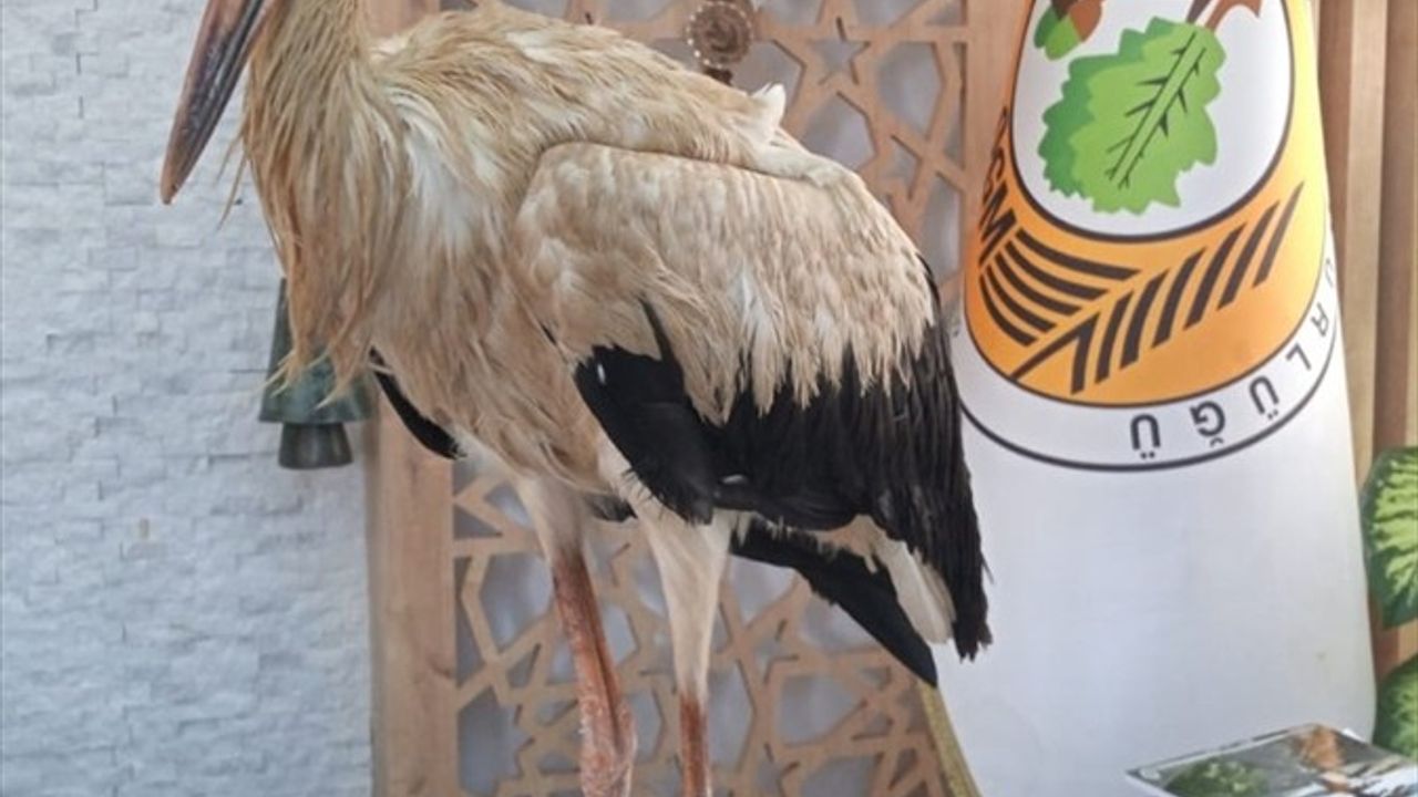 Mersin'de Yaralı Leylek Koruma Altına Alındı