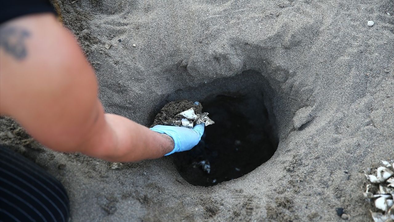 Mersin'deki Kaplumbağa Yavruları Denize Kavuştu