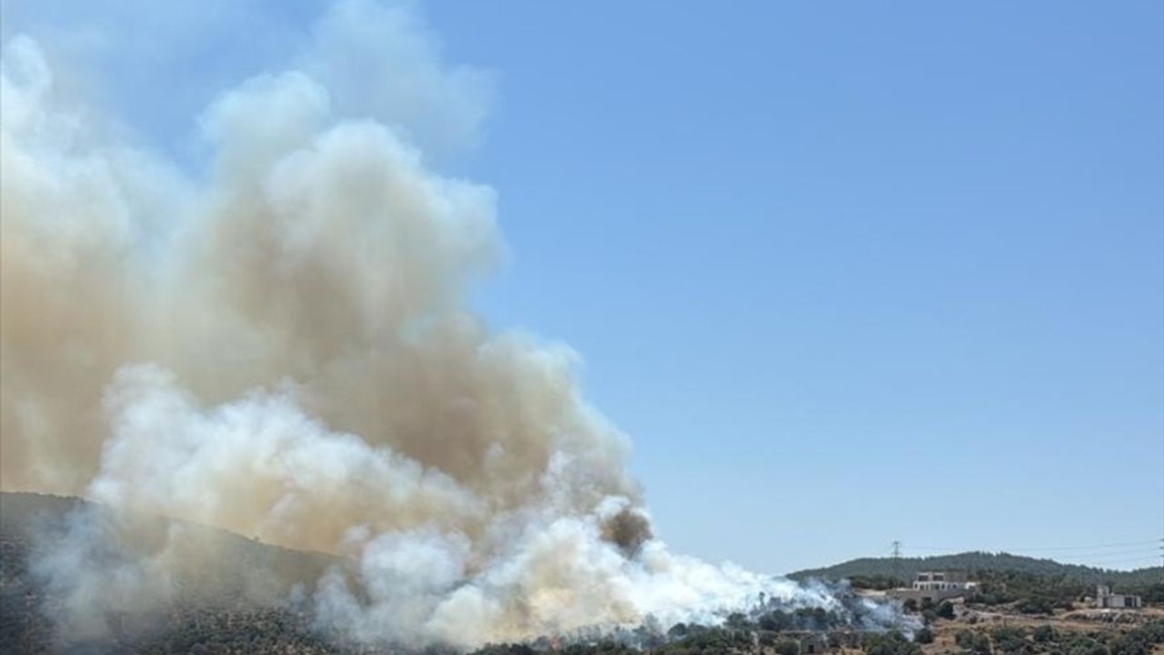 Milas'ta Ziraat Alanında Yangın Kontrol Altına Alındı