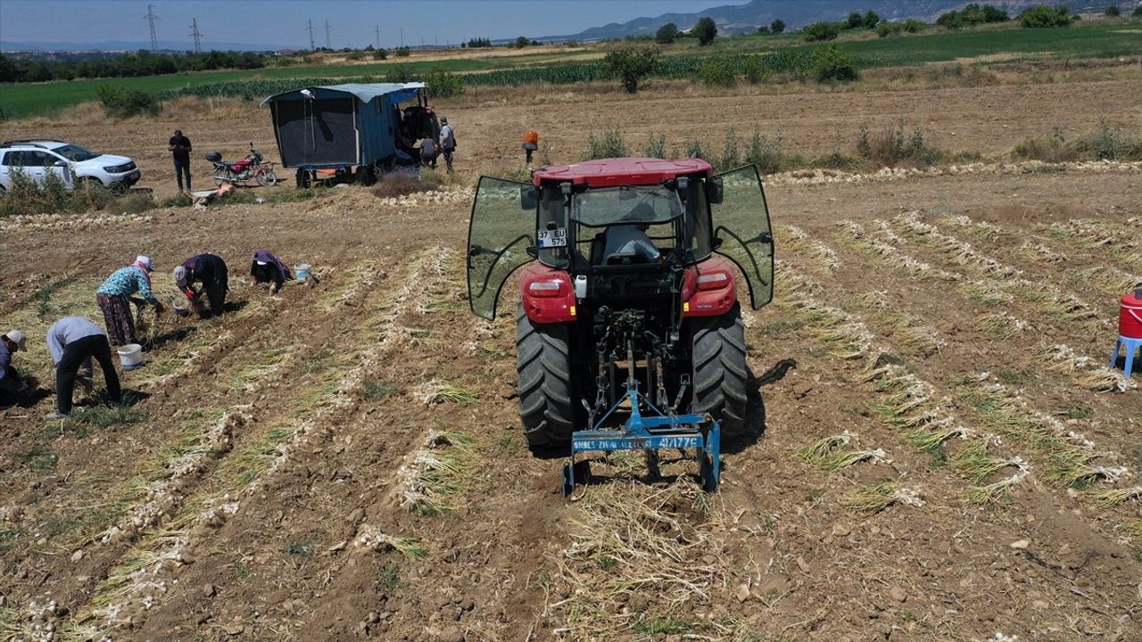 Taşköprü Sarımsağının Hasat Dönemi