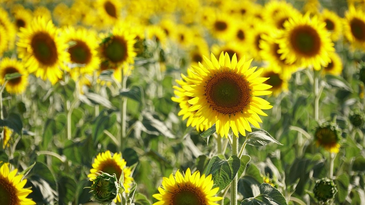 Tekirdağ'da Renkli Tarlaların Turizme Katkısı