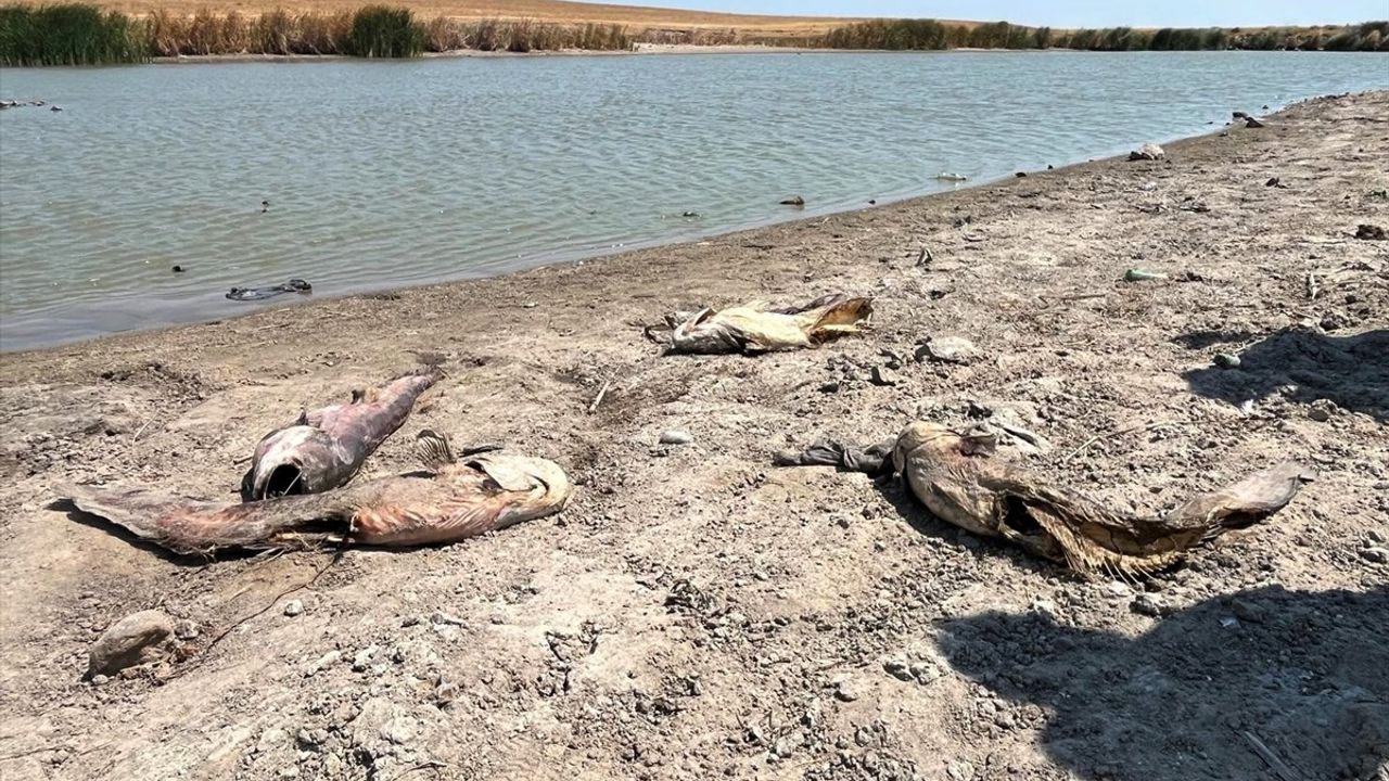 Tekirdağ'daki Gölet Kuraklıkla Mücadele Ediyor