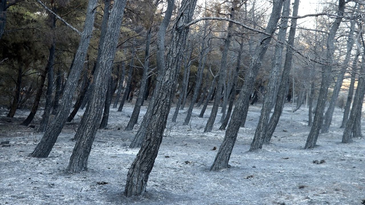 Tekirdağ'daki Orman Yangını Kısmen Kontrol Altına Alındı