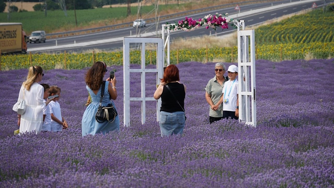 Tekirdağ'ın Lavanta Tarlaları Turizm Cenneti