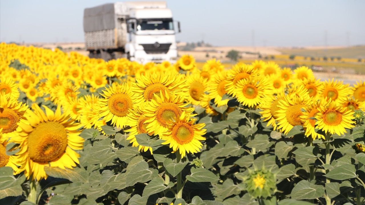 Tekirdağ'ın Renkli Gündöndü Tarlaları
