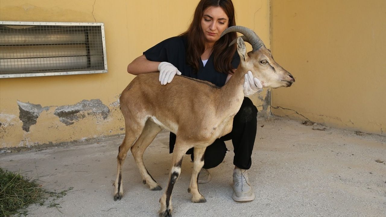 Van'da Yaralı Yaban Keçisi Yavrusu Tedavi Ediliyor