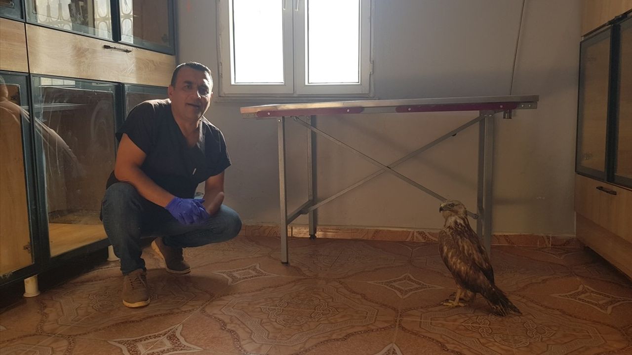Yaralı Kızıl Şahin Veterinerin Yeni Arkadaşı Oldu