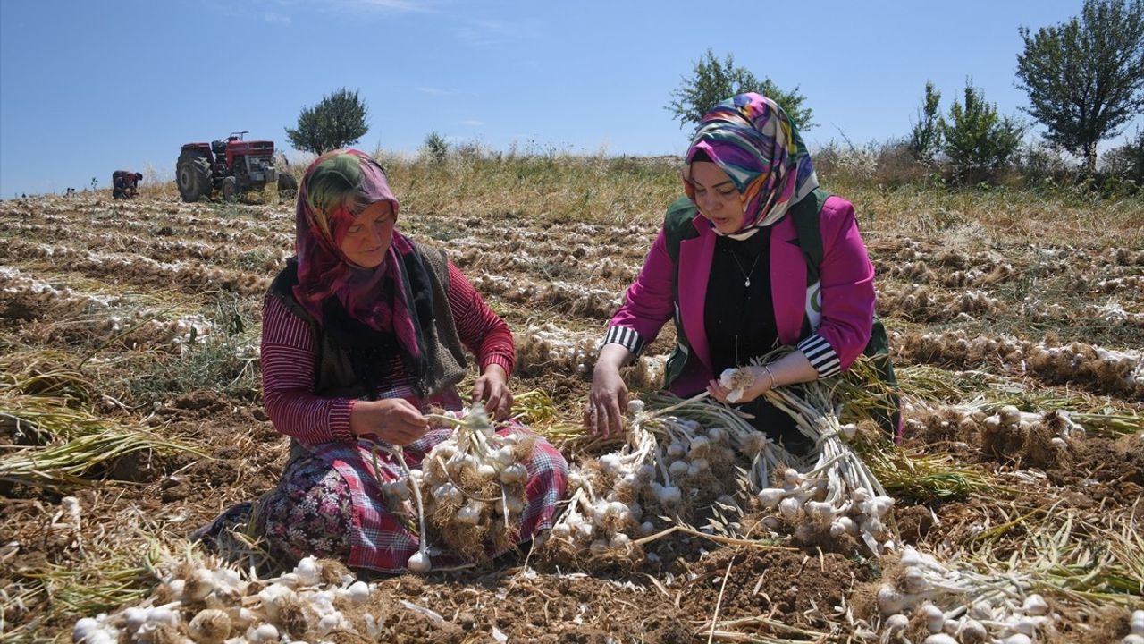 Yeşilay'dan Taşköprü'deki Kadın Çiftçilere Destek