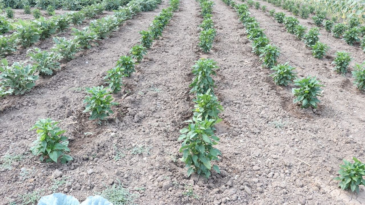 Ağrı'da Sebze Hasadı Coşkusu