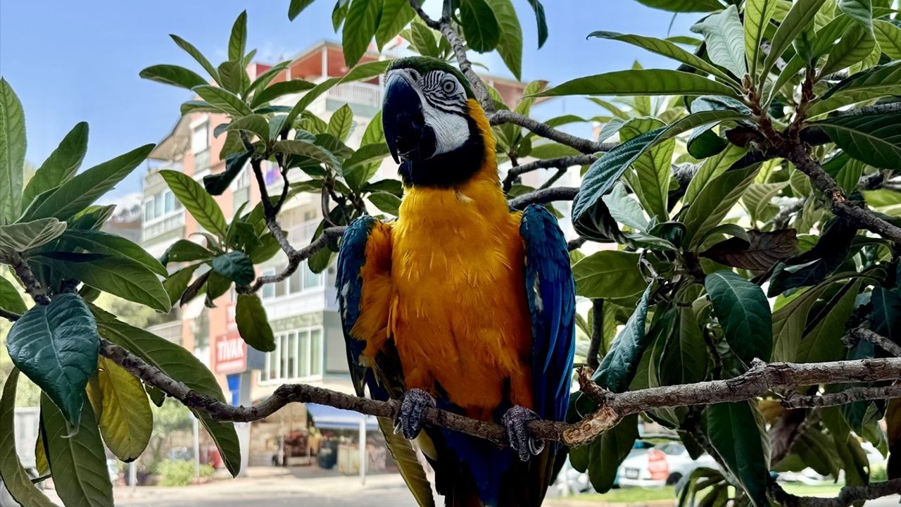 Antalya'da Çalınan Papağan 'Cabbar' Bulundu