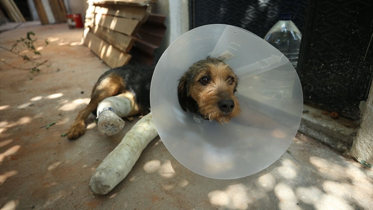 Balıkesir Sındırgı'da Deprem Sonrası Yaralı Köpek Tedavi Edildi