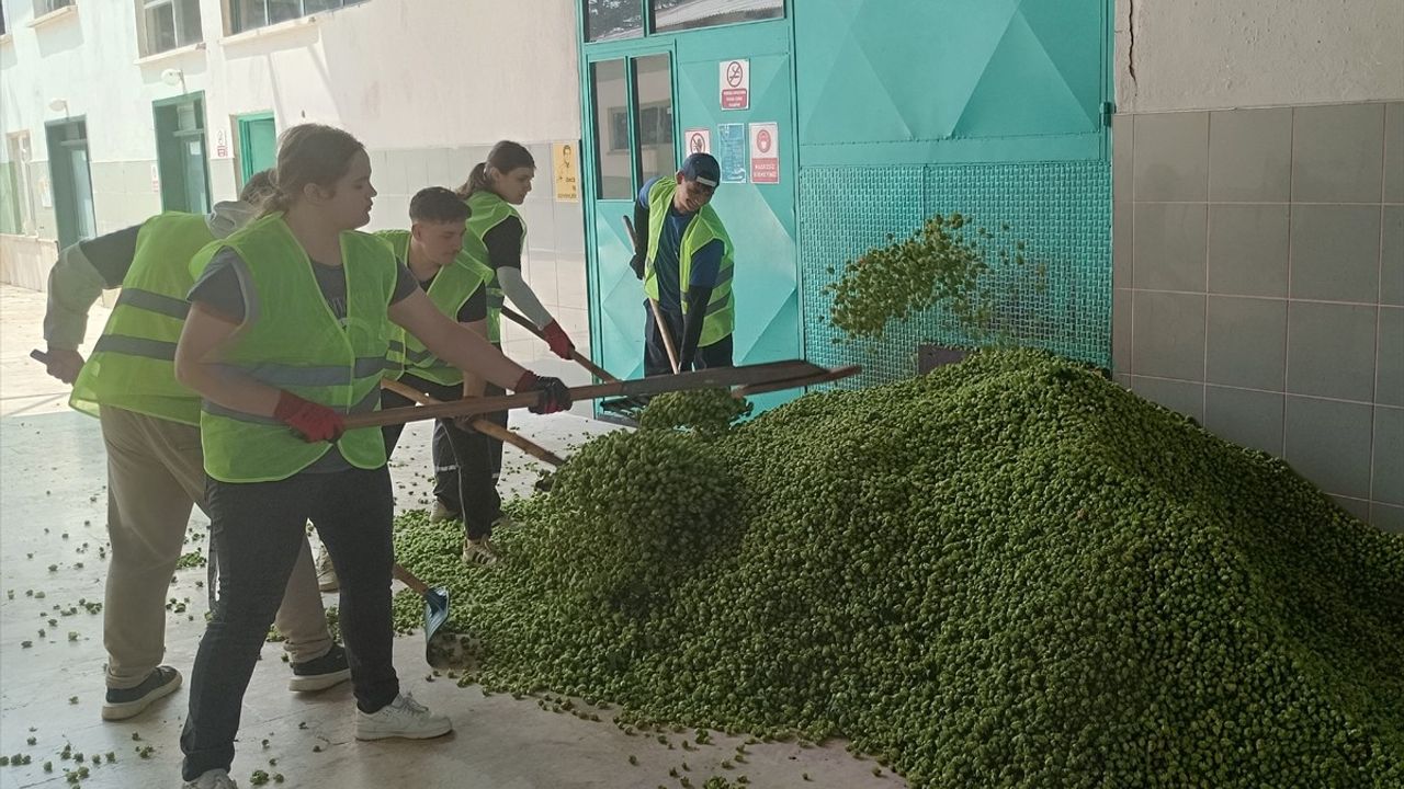 Bilecik'te Şerbetçi Otu Hasadı Başladı
