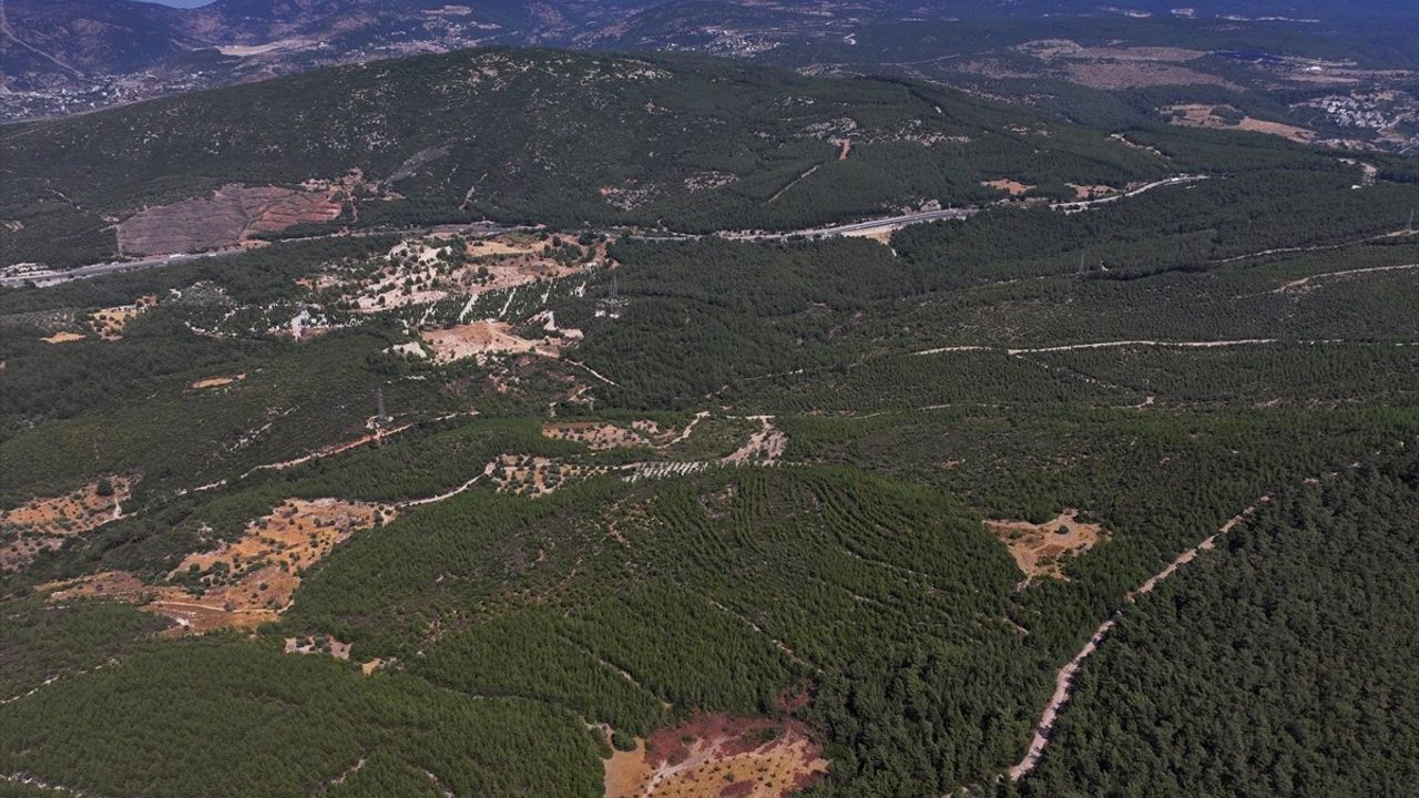 Bornova Ormanlık Alanı Yeniden Hayat Buldu
