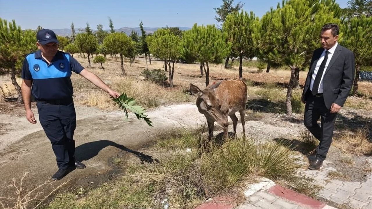 Burdur'da Geyik Salda Gölü'ne İndi
