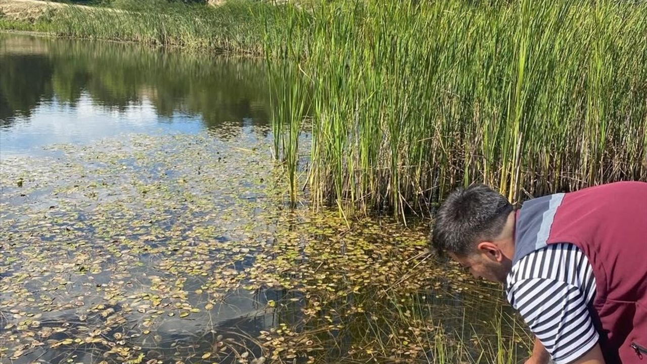 Çankırı'da 626 Bin Sazan Yavrusu Göletlere Salındı