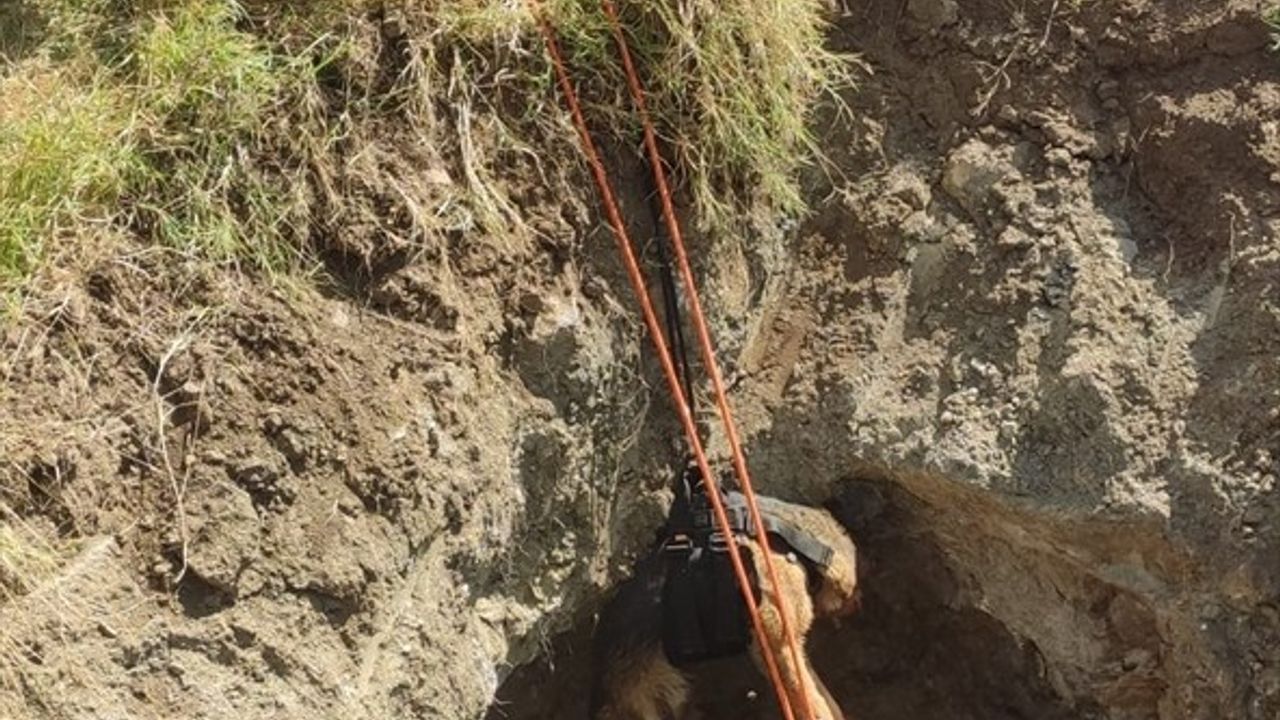 Datça'da Kuyuya Düşen Köpek Kurtarıldı
