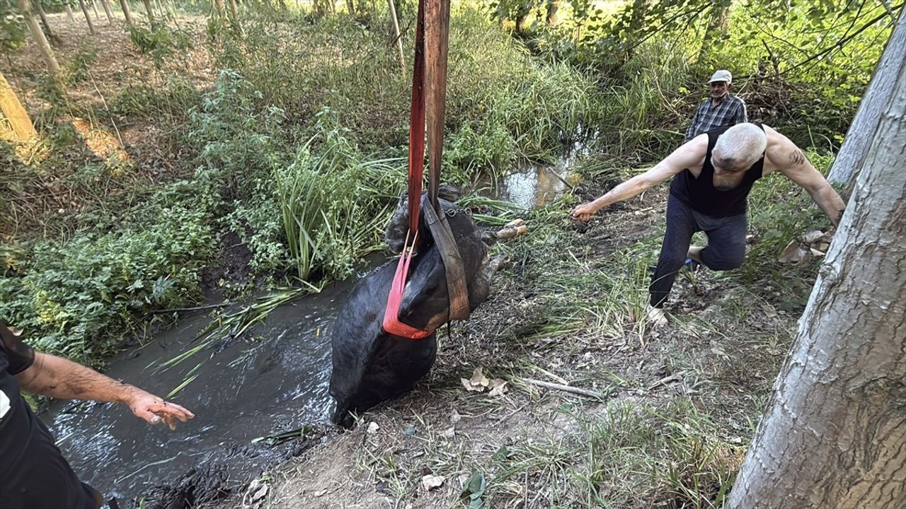 Düzce'de İneğin Kurtuluşu: İtfaiye Ekipleri Başarıyla Müdahale Etti