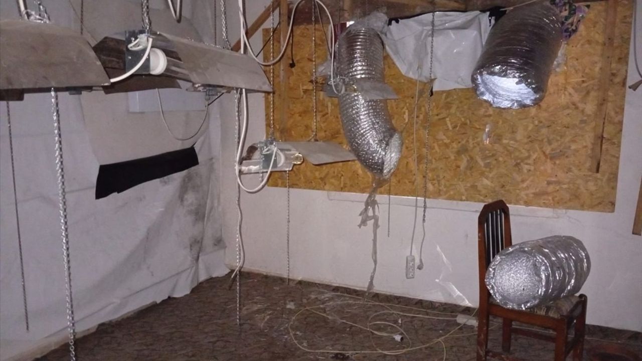 Düzce'de Kenevir Yetiştiren Şüpheli Gözaltına Alındı