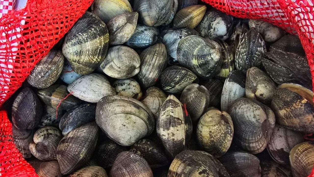 Edirne'de 650 Kilogram Kaçak Kum Midyesi Ele Geçirildi