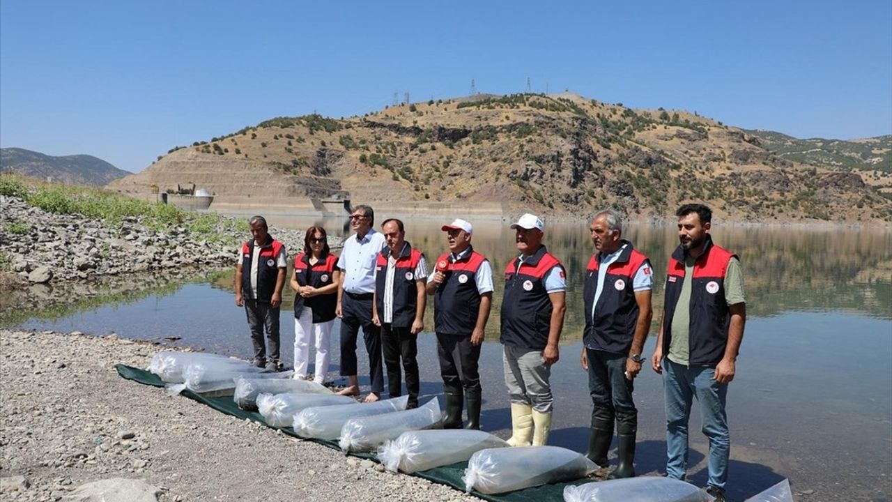 Elazığ'da 17 Milyon Yavru Sazan Su Kaynaklarıyla Buluşuyor